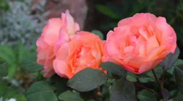 150 SEEDS  New Yellow Red Stripped Soft Rose Bush Plant