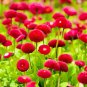 New Kathy Wade Hybrid Rose Shrub Bonsai Flowers 50 SEEDS