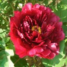 Heirloom Dark Red Middle Peony Tree Flower 5 SEEDS