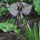 Rare Cat Face Beard Black Orchid  Flowers 10 SEEDS