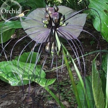Rare Cat Face Beard Black Orchid  Flowers 10 SEEDS