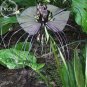 Rare Cat Face Beard Black Orchid  Flowers 10 SEEDS