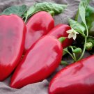Heirloom Lipstick Long Red Sweet Pepper Organic 50 SEEDS
