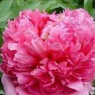 Heirloom Jin Zhang Fu Rong Big Red Peony Tree 5 SEEDS