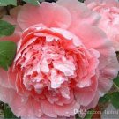Rare Big Blooming Bai Jiao Pink Tree Peony Flower 5 SEEDS