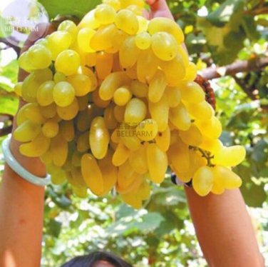 Golden Green Sweet Grape Organic 15 SEEDS