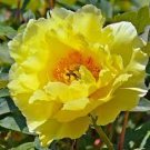 Golden Yellow Peony Tree Flower 5 SEEDS
