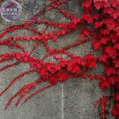 Heirloom Imported Red Ivy Climbing Plant 10 SEEDS
