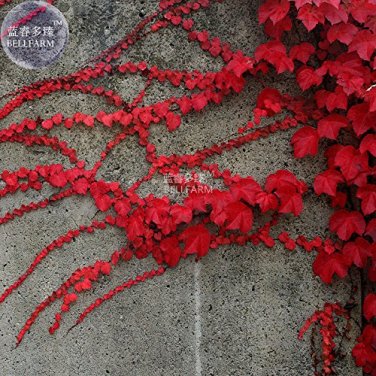 Heirloom Imported Red Ivy Climbing Plant 10 SEEDS
