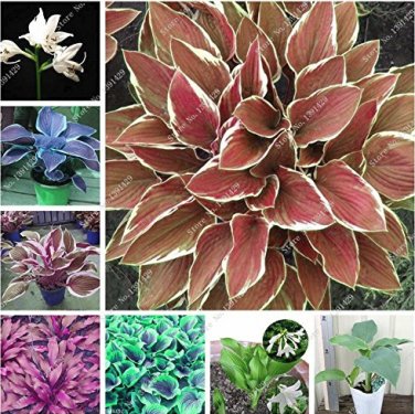 Exotic Hosta  Four Seasons Flower 50 mix SEEDS
