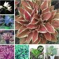 Exotic Hosta  Four Seasons Flower 50 mix SEEDS