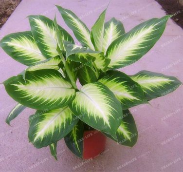 100 Rare Aglaonema spp High Humidity T1 SEEDS