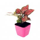 100 Rare Aglaonema spp High Humidity T2 SEEDS