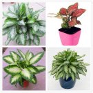100 Rare Aglaonema spp High Humidity T3 SEEDS