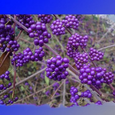 Rare Wild Purple Callicarpa Beauty Berry 20 SEEDS