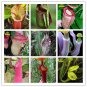 Eating Mosquito Carnivorous s Nepenthes 200 A SEEDS