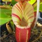 Eating Mosquito Carnivorous s Nepenthes 200 B SEEDS