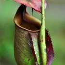 Eating Mosquito Carnivorous s Nepenthes 200 C SEEDS