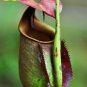 Eating Mosquito Carnivorous s Nepenthes 200 C SEEDS