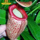 Eating Mosquito Carnivorous s Nepenthes 200 D SEEDS