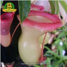 Eating Mosquito Carnivorous s Nepenthes 200 E SEEDS