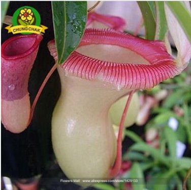Eating Mosquito Carnivorous s Nepenthes 200 E SEEDS