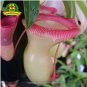 Eating Mosquito Carnivorous s Nepenthes 200 E SEEDS