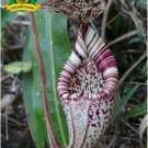 Eating Mosquito Carnivorous s Nepenthes 200 F SEEDS