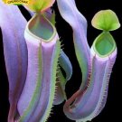 Eating Mosquito Carnivorous s Nepenthes 200 G SEEDS