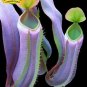 Eating Mosquito Carnivorous s Nepenthes 200 G SEEDS