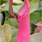 Eating Mosquito Carnivorous s Nepenthes 200 H SEEDS