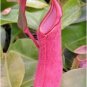 Eating Mosquito Carnivorous s Nepenthes 200 H SEEDS