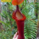 Eating Mosquito Carnivorous s Nepenthes 200 I SEEDS