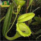Eating Mosquito Carnivorous s Nepenthes 200 J SEEDS