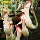 Eating Mosquito Carnivorous s Nepenthes 200 K SEEDS