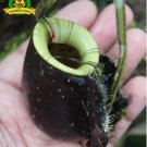 Eating Mosquito Carnivorous s Nepenthes 200 L SEEDS