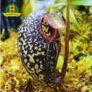 Eating Mosquito Carnivorous s Nepenthes 200 M SEEDS