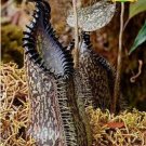 Eating Mosquito Carnivorous s Nepenthes 200 O SEEDS
