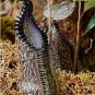 Eating Mosquito Carnivorous s Nepenthes 200 O SEEDS