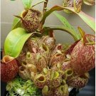 Eating Mosquito Carnivorous s Nepenthes 200 P SEEDS