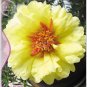 Oriole Sunflowers Yellow Portulaca Grandiflora 220  SEEDS