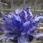 Exotic Hosta  mix  ain Lily Flower 50  SEEDS