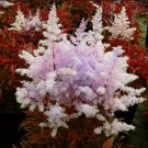 Colors Astilbe Chinensis 100  Colorful T10 SEEDS