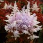 Colors Astilbe Chinensis 100  Colorful T10 SEEDS