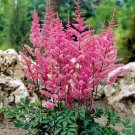 Astilbe Chinensis 100  Colorful T11 SEEDS
