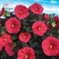 20 Hibiscus Rosa-sinensis Flower T10 SEEDS