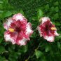 20 Hibiscus Rosa-sinensis Flower T11 SEEDS