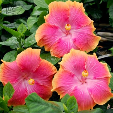 20 Hibiscus Rosa-sinensis Flower T14 SEEDS
