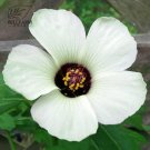 20 Hibiscus Rosa-sinensis Flower T16 SEEDS