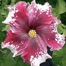 20 Hibiscus Rosa-sinensis Flower T17 SEEDS